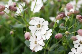 Attēlu rezultāti vaicājumam “Silene viscaria bud”