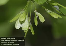 Attēlu rezultāti vaicājumam “Acer saccharinum fruit”