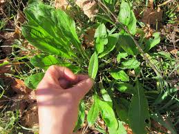 Attēlu rezultāti vaicājumam “Hesperis matronalis leaf”