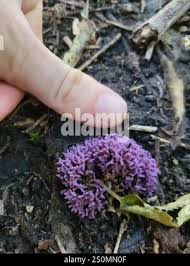 Attēlu rezultāti vaicājumam “Ramariopsis pulchella”