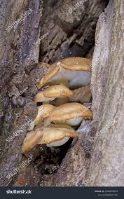 Attēlu rezultāti vaicājumam “Hypsizygus ulmarius”