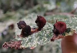 Attēlu rezultāti vaicājumam “Tetraneura ulmi”