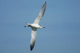 Attēlu rezultāti vaicājumam “Sterna sandvicensis adult”