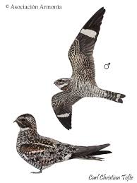 Image result for Chordeiles minor