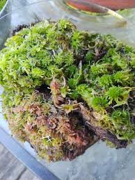 Attēlu rezultāti vaicājumam “Sphagnum rubellum”