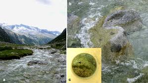 Attēlu rezultāti vaicājumam “Lemanea fluviatilis”