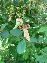 Attēlu rezultāti vaicājumam “Taphrina padi”