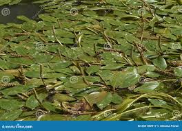 Attēlu rezultāti vaicājumam “Potamogeton natans”