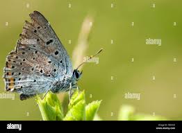 Attēlu rezultāti vaicājumam “Lycaena alciphron underside”