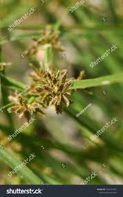 Attēlu rezultāti vaicājumam “Cyperus fuscus fruit”
