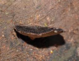 Attēlu rezultāti vaicājumam “Postia sericeomollis”