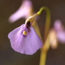 Attēlu rezultāti vaicājumam “Utricularia x neglecta flower”