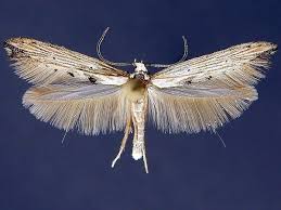 Attēlu rezultāti vaicājumam “Epermeniidae”