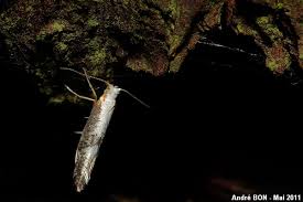 Attēlu rezultāti vaicājumam “Argyresthia spinosella”
