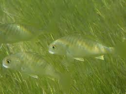 Image result for Leiostomus xanthurus