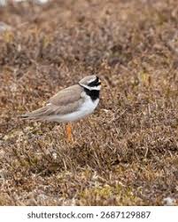 Attēlu rezultāti vaicājumam “Charadrius hiaticula adult”