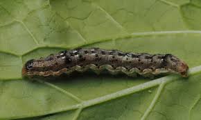 Attēlu rezultāti vaicājumam “Therevidae larva”