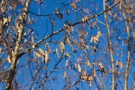 Attēlu rezultāti vaicājumam “Robinia pseudoacacia fruit”