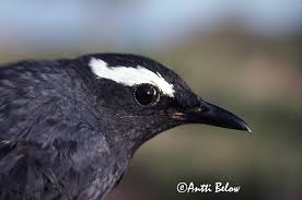 Image result for Zoothera sibirica