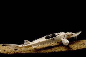 Image result for Acipenser fulvescens