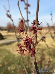 Attēlu rezultāti vaicājumam “Hamamelis vernalis bud”