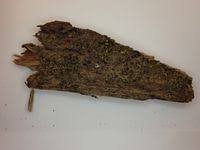 Attēlu rezultāti vaicājumam “Scapania apiculata”