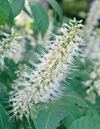 Attēlu rezultāti vaicājumam “Aesculus x neglecta flower”