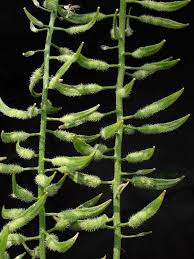 Attēlu rezultāti vaicājumam “Sinapis alba fruit”