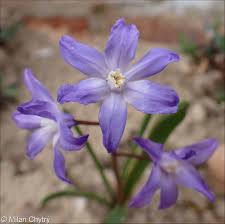 Attēlu rezultāti vaicājumam “Scilla luciliae”