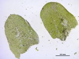 Attēlu rezultāti vaicājumam “Jungermannia leiantha”