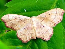 Attēlu rezultāti vaicājumam “Idaea emarginata”