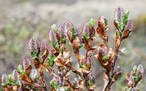 Attēlu rezultāti vaicājumam “Salix repens subsp. rosmarinifolia flower”