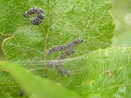 Attēlu rezultāti vaicājumam “Yponomeuta malinellus / cagnagella larva”