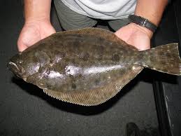 Image result for Paralichthys lethostigma