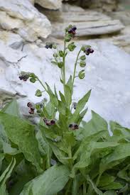 Attēlu rezultāti vaicājumam “Cynoglossum officinale”