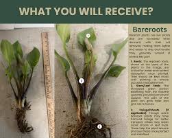 Attēlu rezultāti vaicājumam “Alisma plantago-aquatica fruit”