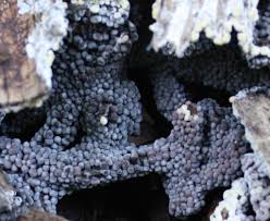 Attēlu rezultāti vaicājumam “Badhamia lilacina var. megaspora sessile”