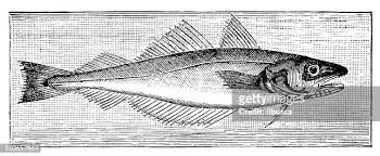 Image result for Merlangius merlangus