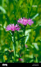 Attēlu rezultāti vaicājumam “Centaurea jacea flower”