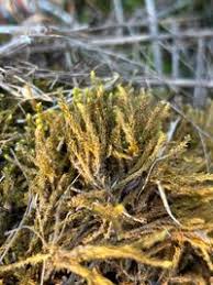 Attēlu rezultāti vaicājumam “Drepanocladus aduncus”