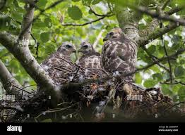 Attēlu rezultāti vaicājumam “Buteo buteo nest”
