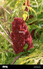 Attēlu rezultāti vaicājumam “Rhus typhina flower”