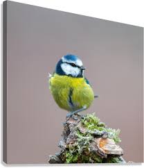 Image result for Cyanistes caeruleus