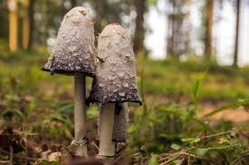 Image result for coprinus