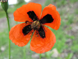 Attēlu rezultāti vaicājumam “Papaveraceae”