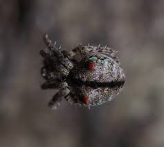 Attēlu rezultāti vaicājumam “Gibbaranea gibbosa”