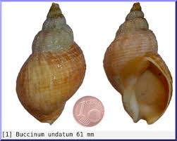 Image result for Buccinum undatum