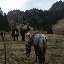 Image result for Old Park Riding Stables