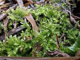 Attēlu rezultāti vaicājumam “Oxyrrhynchium hians var. rigidum macro”