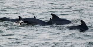 Image result for japan dolphin slaughter